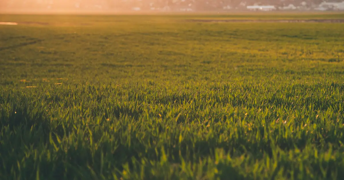 Loob Tagalog Word My Tagalog